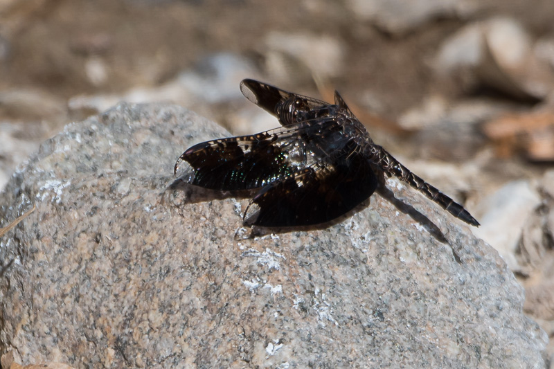 filigree skimmer